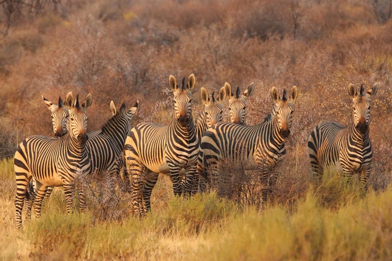 African savannah
